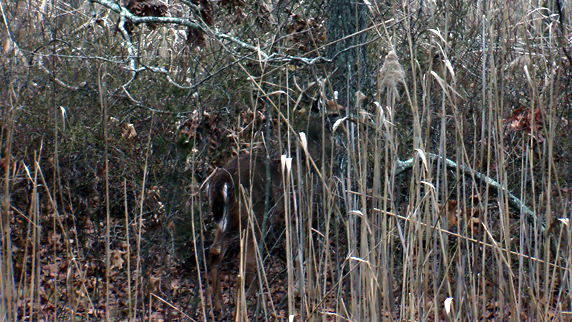 Buck